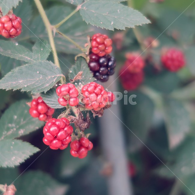 plant,berry,fruit,red,nature,식물,베리,산딸기,복분자,딸기,빨간,익은,자연,과일,열매,fruit