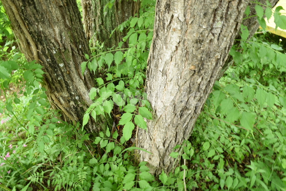 plant,식물,treetrunk,나무줄기,나무,tree,잎파리,푸른색,잎,녹색,나이테