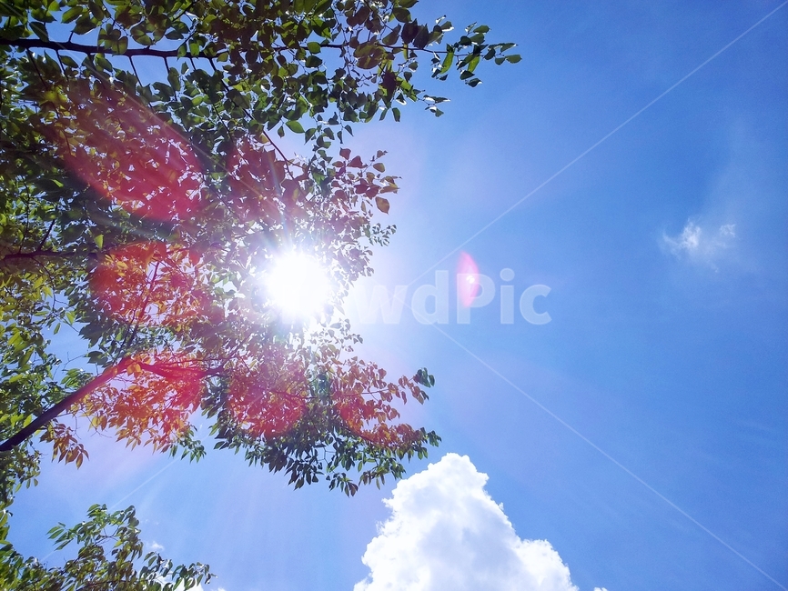 하늘,구름,풍경,단풍,blue,sky,cloudy,landscape,맑음,파란하늘,자연,풍경,nature,landscape,flare,플레어,light,빛,sunlight,햇빛