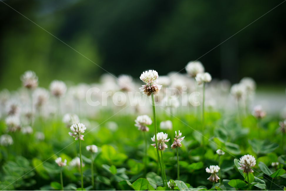 자연,배경,토끼풀,크로버,꽃,흰꽃,이미지,사진,배경화면,선택포커싱,background,image,clover,whiteclover,bloom,nature,natural,식물,자연,plants,nature,꽃,flower