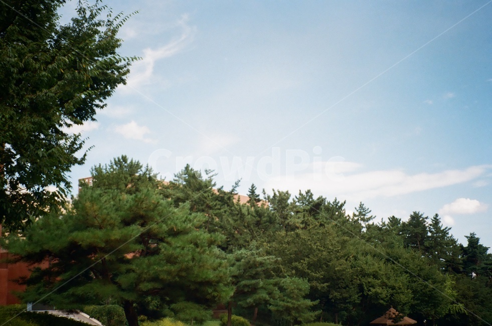 하늘,구름,초록색,필름카메라,여름,자연,풍경,nature,landscape,tree,나무,plant,식물