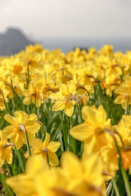 수선화,꽃,식물,flower,plant,식물,자연,plants,nature,꽃,flower