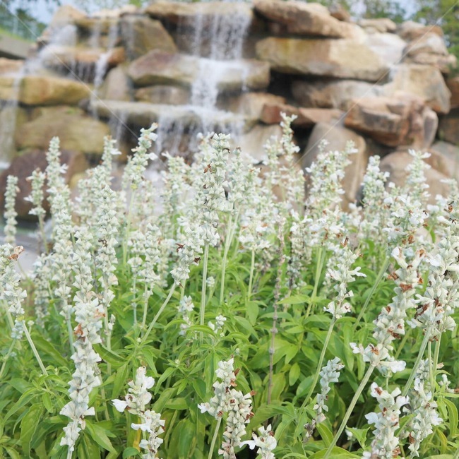 꽃,식물,감성,flower,ornament,plant,라벤더,자연