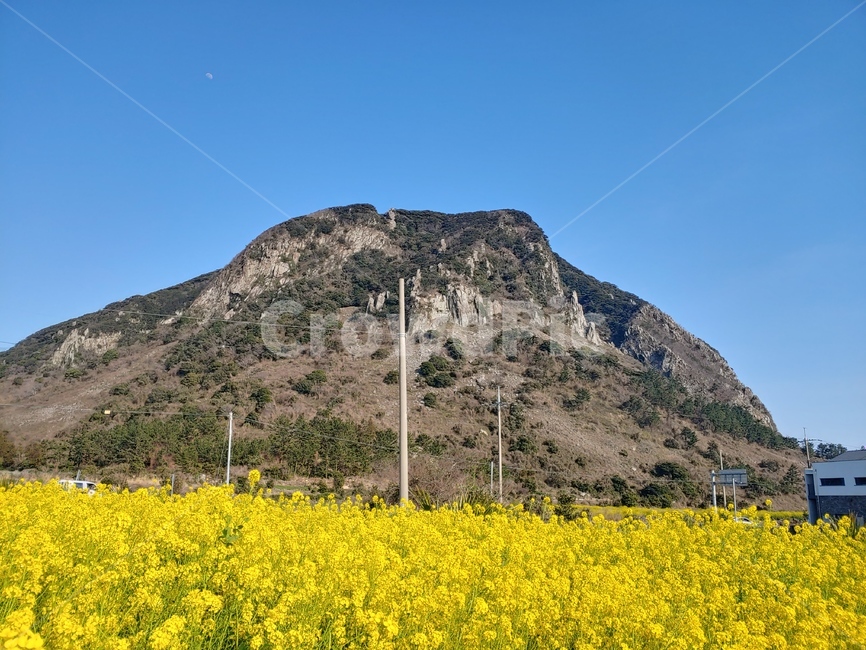 유채꽃,하늘,산방산,꽃,맑은하늘,봄,계절,spring,season,자연,풍경,nature,landscape,제주도,jeju,jeju island,grassland,목초지,outdoors,옥외,field,들