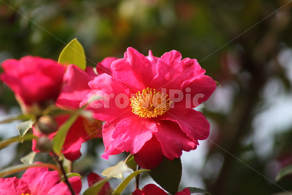 꽃,동백,식물,flower,camellia,봄꽃,봄,동백꽃,Camelliajaponica,식물,자연,plants,nature,꽃,flower