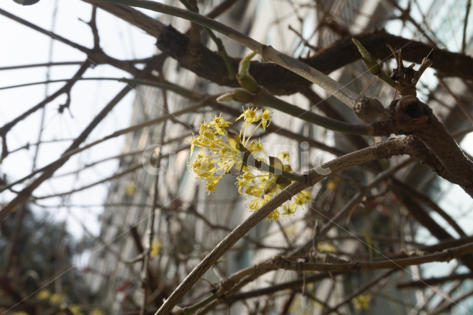 꽃,노란꽃,봄,봄꽃,봄날씨,꽃봉오리,봄,계절,spring,season,식물,자연,plants,nature,꽃,flower,plant
