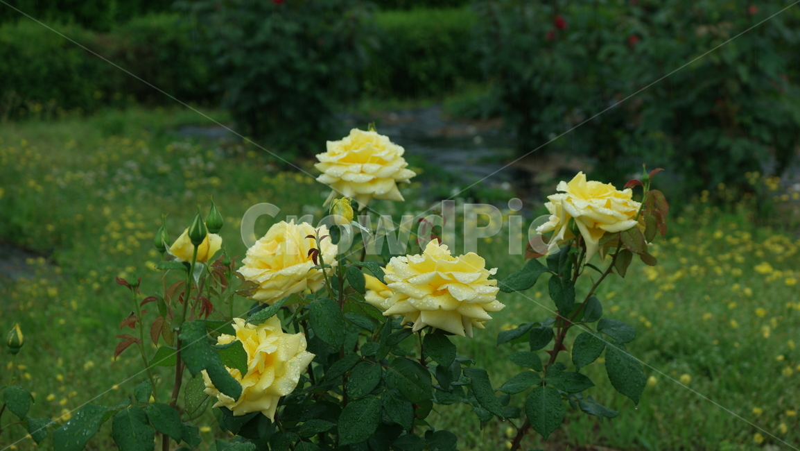 장미꽃,장미,장미원,로즈,로즈가든,식물,자연,plants,nature,꽃,flower