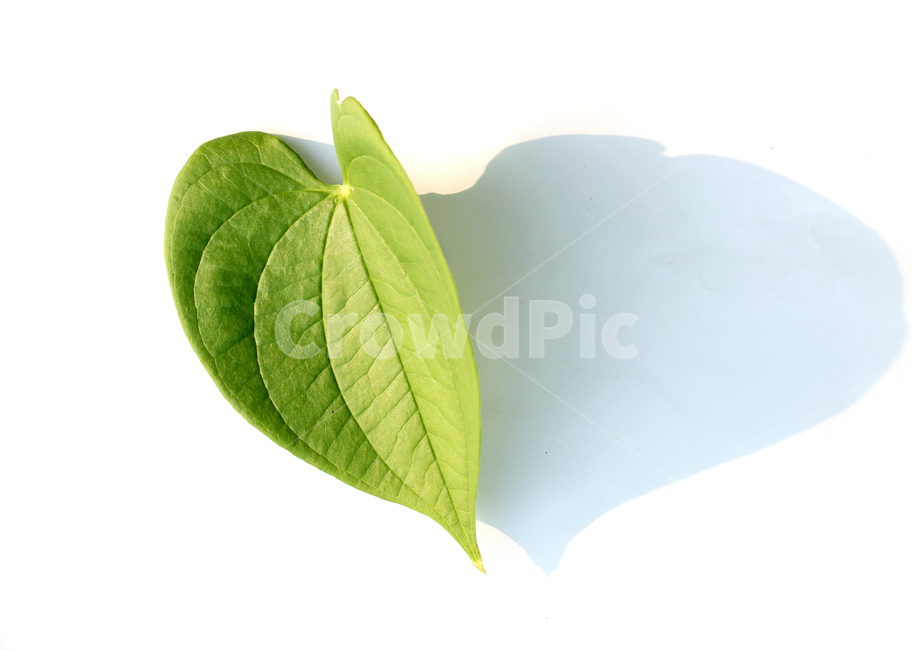 closeup,fresh,green,heart,heartshape,leaf,leaves,natural,nature,plant,sponge gourd,클로즈업,신선한,그린,녹색,하트,하트모양,모양,하트잎,잎,나뭇잎,잎사귀,초록색,자연,식물,수세미잎,흰배경,그림자,식물,자연,plants,nature,누끼,remove background