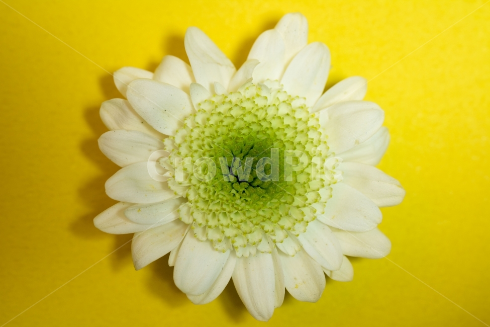 Chrysanthemum,small chrysanthemum,chrysanthemum flower,event,flower,photo,single photo,design,source,photo,photo material,background,background photo,background,Korea,East,Asia,landscape,nature,environment,outdoor,day,morning,plant,