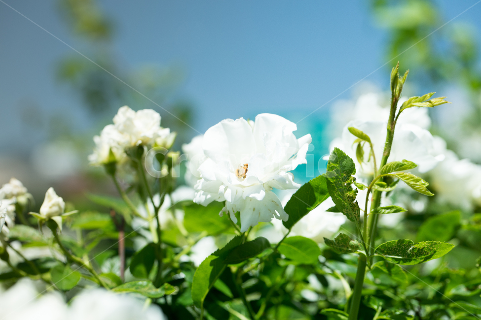 장미,흰색,꽃,식물,하늘,flower,plant,snap,rose,white,color,식물,자연,plants,nature,꽃,flower
