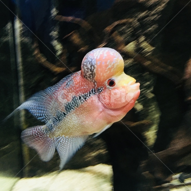물고기,분홍물고기,특이함,역동적,다채로움,특이한무늬,fish,dynamic,colorful,uniquepattern