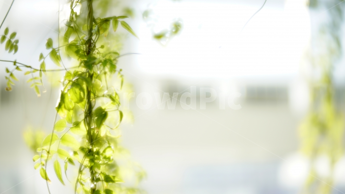 넝쿨,나뭇잎,배경흐림,햇살,배경사진,도시조경,인테리어,식물,자연,plants,nature,휴식,힐링,rest,relaxation,healing