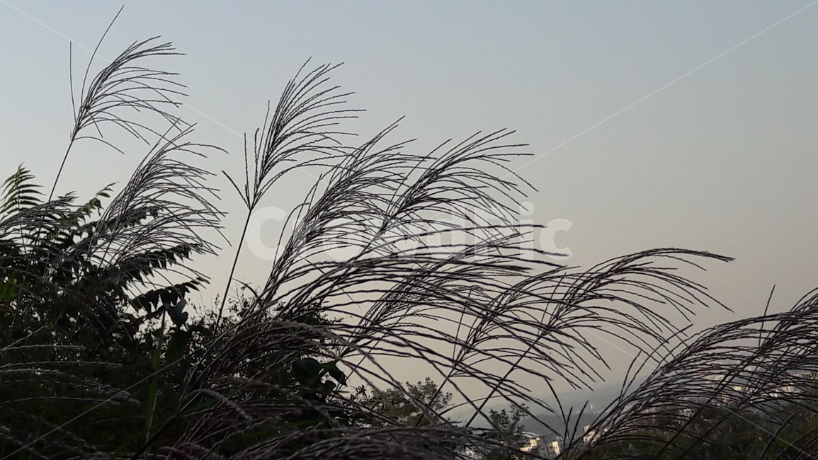 가을,갈대,하늘,붉은,저녁놀,가을,계절,fall,autumn,season,식물,자연,plants,nature,grass,잔디,plant,lawn,reed