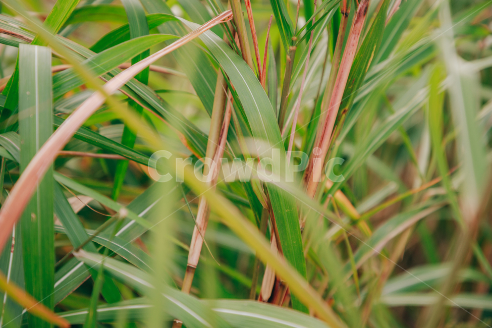 갈대,가을,식물,자연,초록,억새,가을,계절,fall,autumn,season,식물,자연,plants,nature