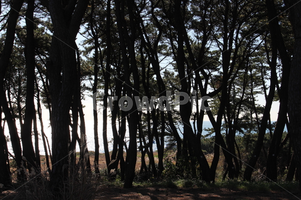 tree,나무,plant,식물,treetrunk,나무줄기,숲