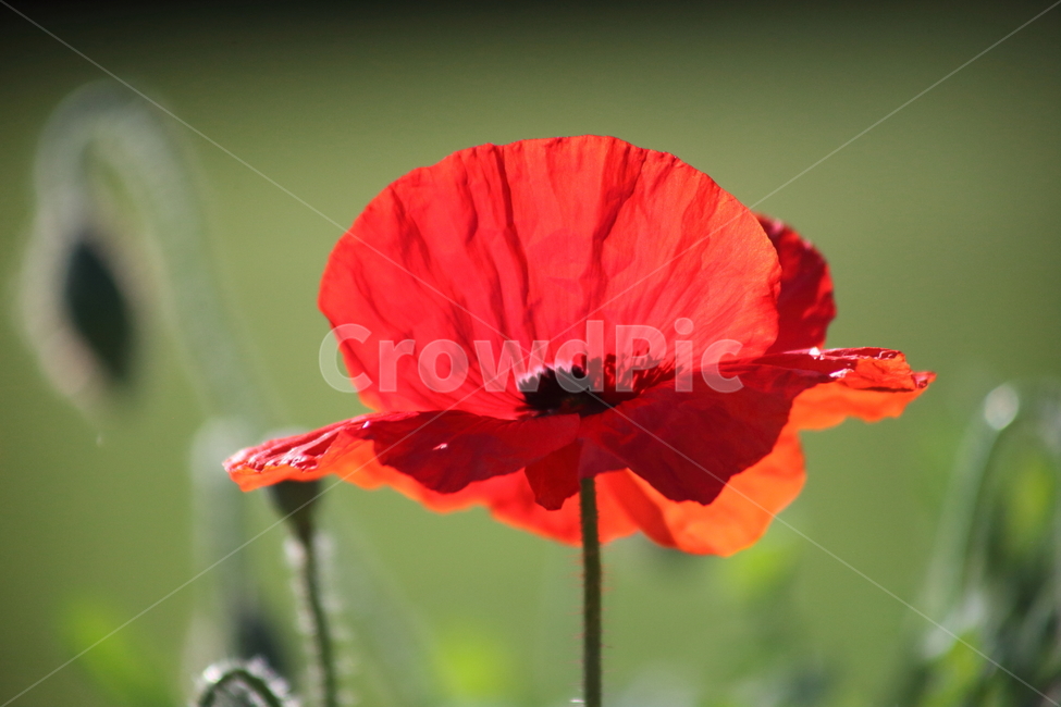 꽃양귀비,개양귀비,양귀비,꽃,poppy