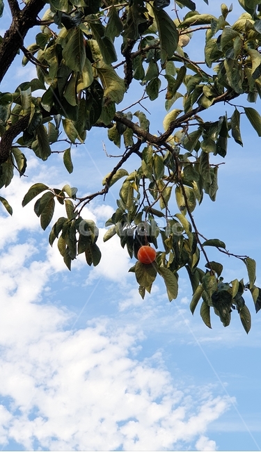 plant,식물,fruit,감,감나무,과일,음식,나무,하늘,구름,주황색,나뭇잎,나뭇가지,홍시,단감,푸른하늘,하얀구름