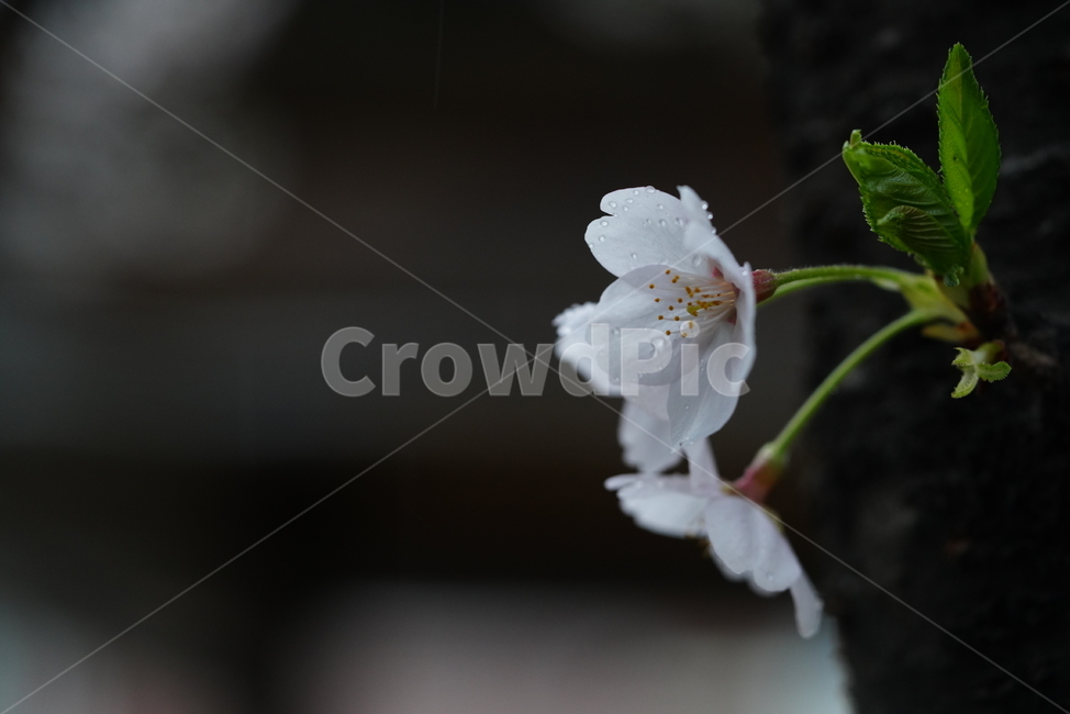 꽃,벚꽃,봄,계절,플라워,화이트,흰색,하얀색,생물,감성,느낌,식물,flower,spring,white,봄,계절,spring,season,식물,자연,plants,nature,꽃,flower,plant