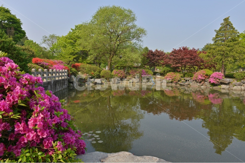 충남,대전,현충원,국립현충원,현충지,pond,못,garden,정원,연못,반영,현충지봄,철쭉,철쭉꽃,봄,계절,경치,경관,풍경,outdoors,옥외,nature,자연,water,물,plant,식물,tree,나무