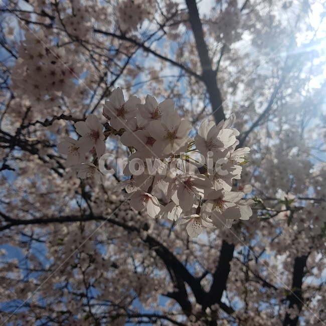 벚꽃,봄,꽃잎,벚나무,벚꽃나무,봄날,낮,나뭇가지,나무