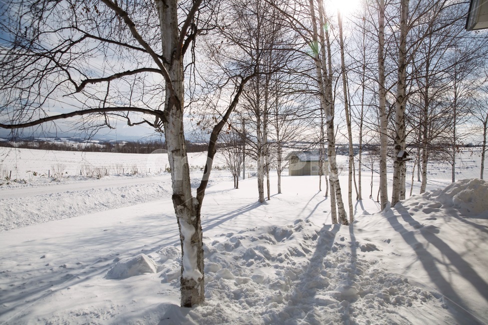 비에이,겨울,겨울풍경,눈,설원,나무,자작나무,겨울,계절,winter,season,자연,풍경,nature,landscape