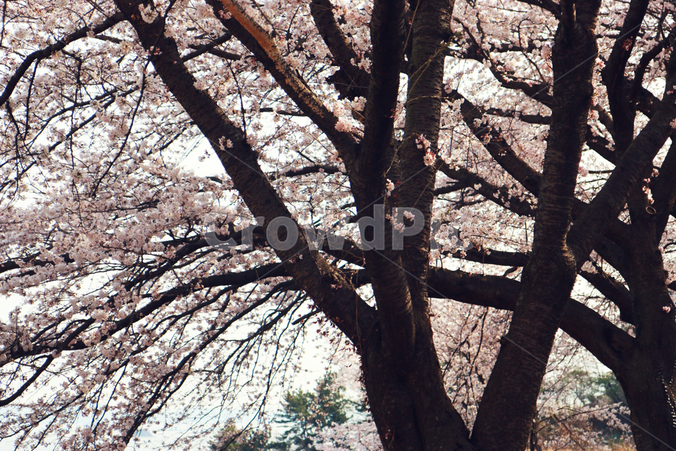 남해벚꽃길,왕지벚꽃길,벚꽃,봄,봄꽃,봄,계절,spring,season,식물,자연,plants,nature,꽃,flower,plant