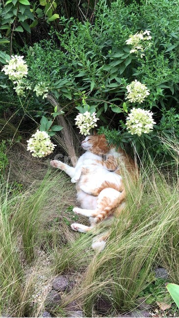 고양이,감성,love,사랑,animal,동물,animal,포유류,mammal,고양이,cat,kitten,kitty
