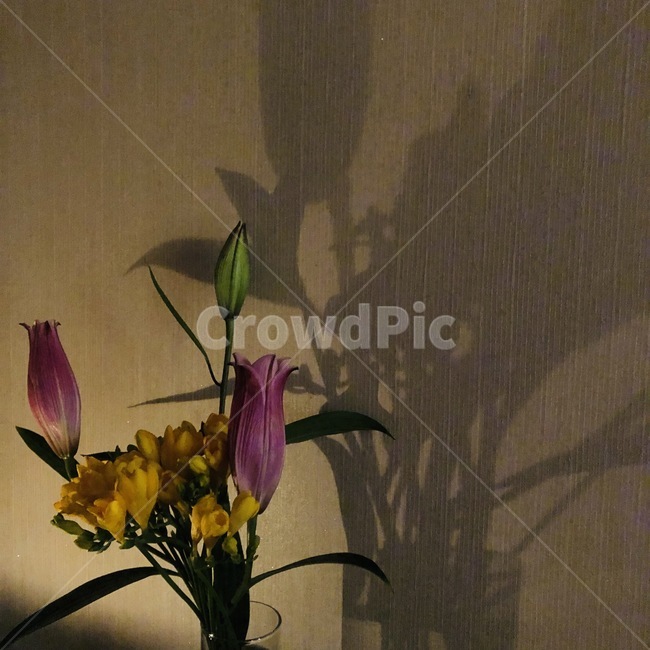 꽃,어둠,그림자,flower,flowershadow