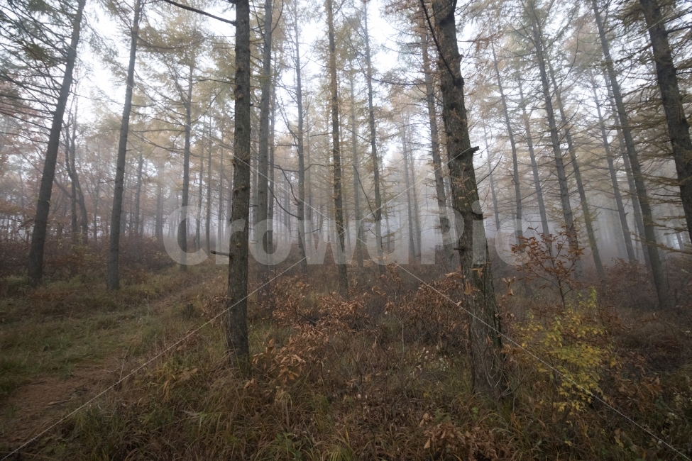 숲,안개,나무,산,풀,가을,계절,fall,autumn,season,자연,풍경,nature,landscape,식물,plants,나무,trees,wood,tree,plant