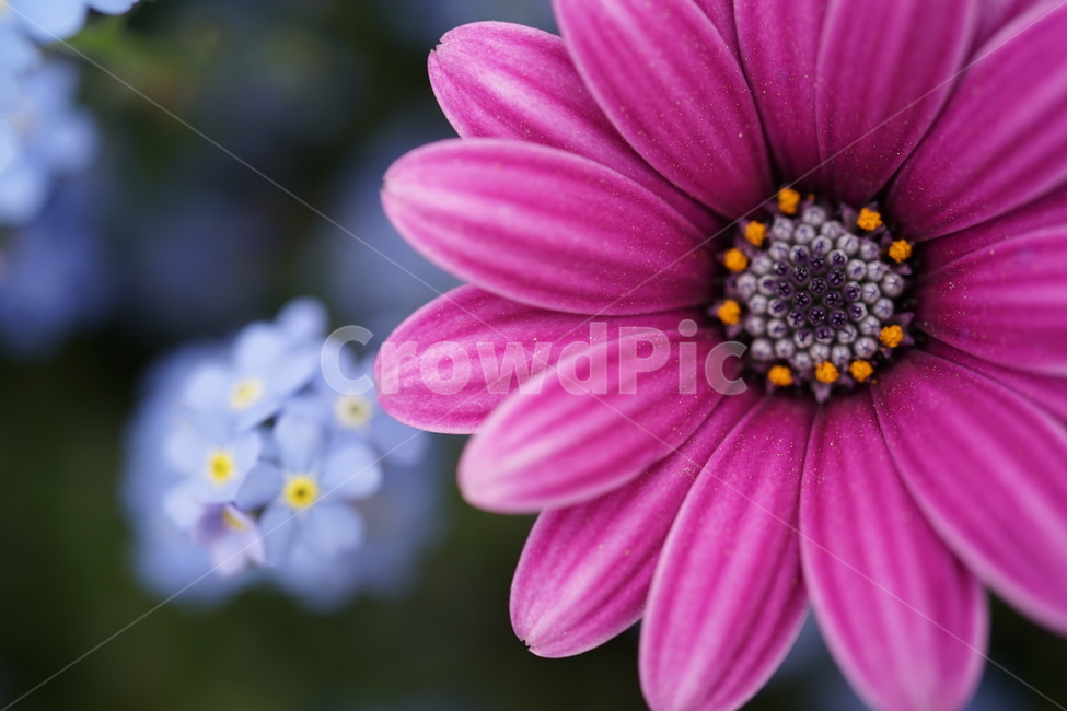 plant,식물,pollen,화분,꽃,flower,식물,자연,plants,nature,꽃,flower
