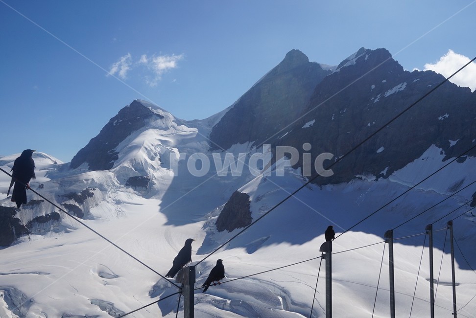 산,풍경,스위스,outdoors,눈,ㅍ,겨울,계절,winter,season,자연,풍경,nature,landscape,옥외,mountain,slope,경사,bird,새,animal,동물