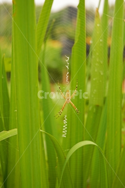 거미,곤충,벌래,풀,여름,자연,푸른,깨끗한,상쾌한,봄,땅,insect,bug,거미줄,동물,animal,곤충,벌레,insect,bug