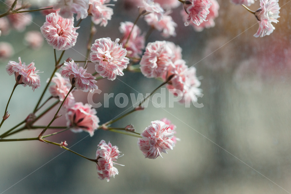 flower,flowers,꽃,꽃병,화병,식물,자연,plants,nature,꽃,flower,감성,sensible,feeling