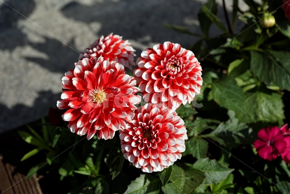 봄,정원,가드닝,원예,원예식물,화려,식물,꽃,garden,scent,healing,bloom,colorful,floral,flower,gardenflowers,happymind,life,nature,plant,spring