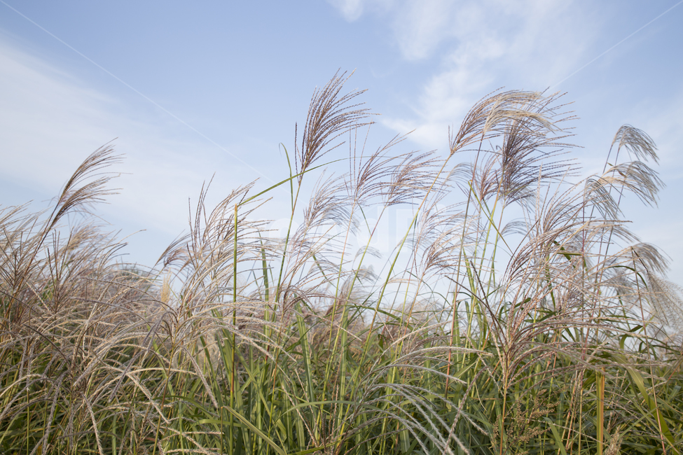 자연풍경,가을,하늘,억새,autumn,가을,계절,fall,autumn,season,식물,자연,plants,nature,plant,grass,잔디,lawn,reed,갈대