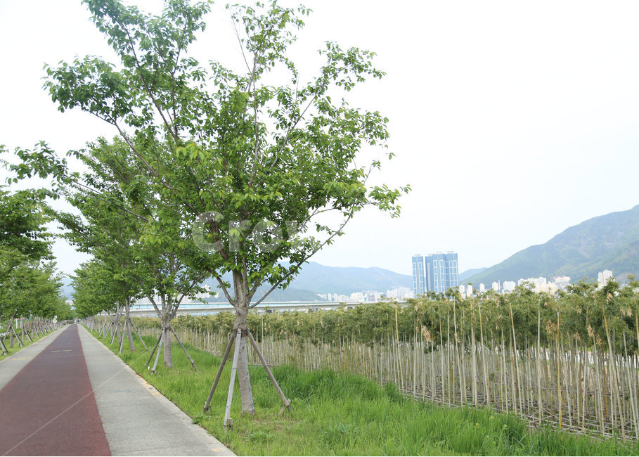 산책로,대저,부산,나무,자연,tree,식물,plant