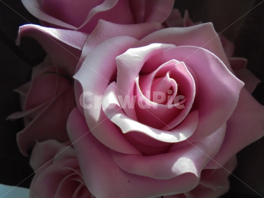꽃,장미,장미꽃,꽃다발,핑크,분홍,flower,식물,자연,plants,nature,꽃,flower