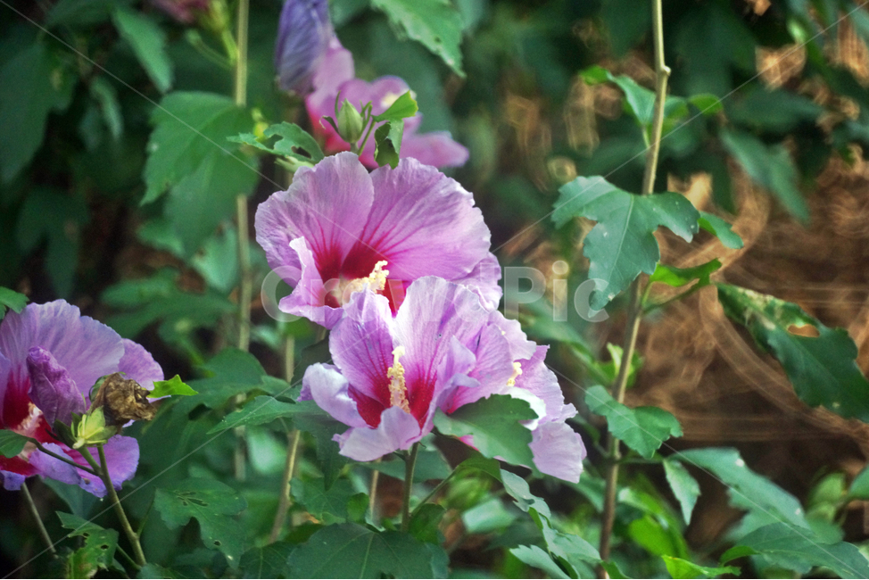 무궁화,식물,꽃,아욱과,낙엽관목,국화,나라꽃,우리나라꽃,식물,자연,plants,nature,꽃,flower