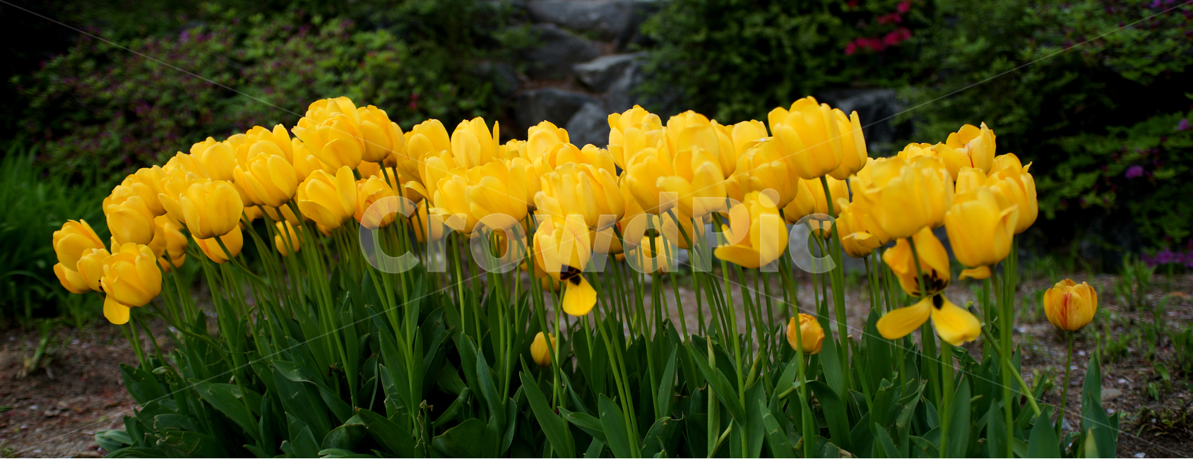 남산,남산산책로,튤립,샛노랑,생동감,봄,봄,계절,spring,season,식물,자연,plants,nature,꽃,flower,plant,blossom