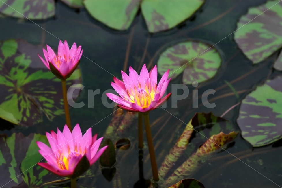 연꽃,수련,연잎,연못,꽃,플라워,식물,자연,한송이,꽃잎,식물,자연,plants,nature,꽃,flower