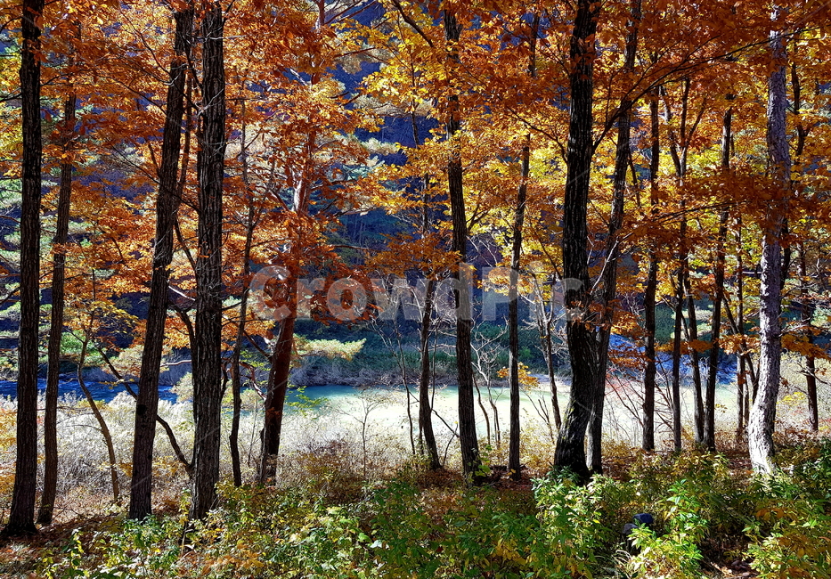 가을,단풍,강릉,forest,나무,tree,모정의탑,forestofkorea,숲,숲속,낙엽,leaves,햇살,풍경,노추산,참나무