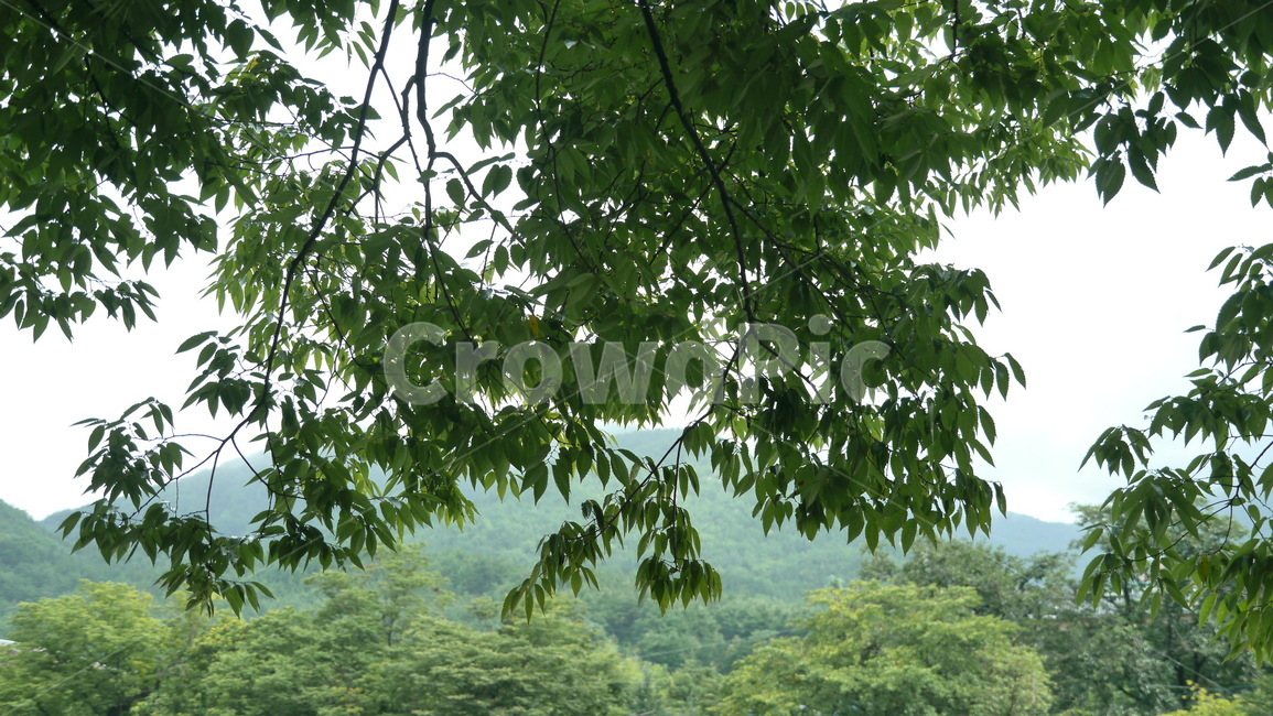 자연,숲,잎,하늘,나무