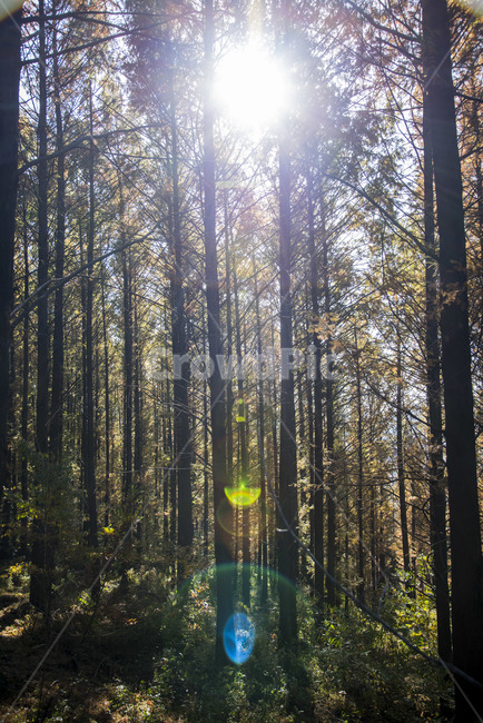 가을,나무,낙엽,숲,고독,울창,쓸쓸,햇볕,자연,풍경,nature,landscape,식물,plants,나무,trees,wood,휴식,힐링,rest,relaxation,healing,light,빛,flare,플레어,sunlight,햇빛,vegetation,초목,plant,tree