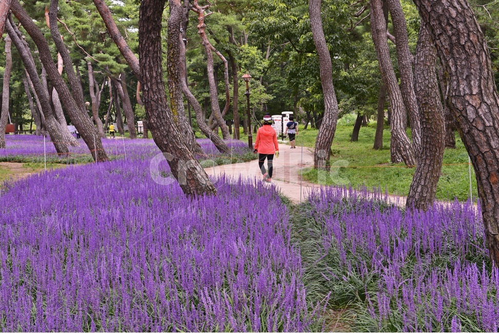 경주,황성공원,맥문동,소나무,경치,경관,풍경,person,사람,human,인간,plant,식물,garden,정원,outdoors,옥외,자연,공원