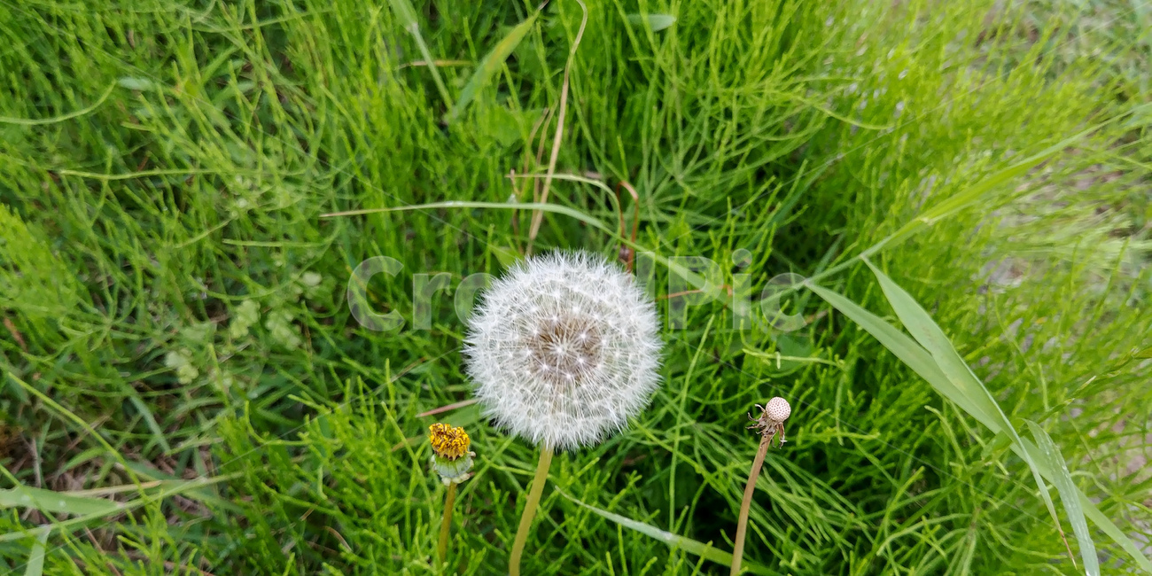 민들레,민들레홀씨,민들레씨앗,풀,풀밭