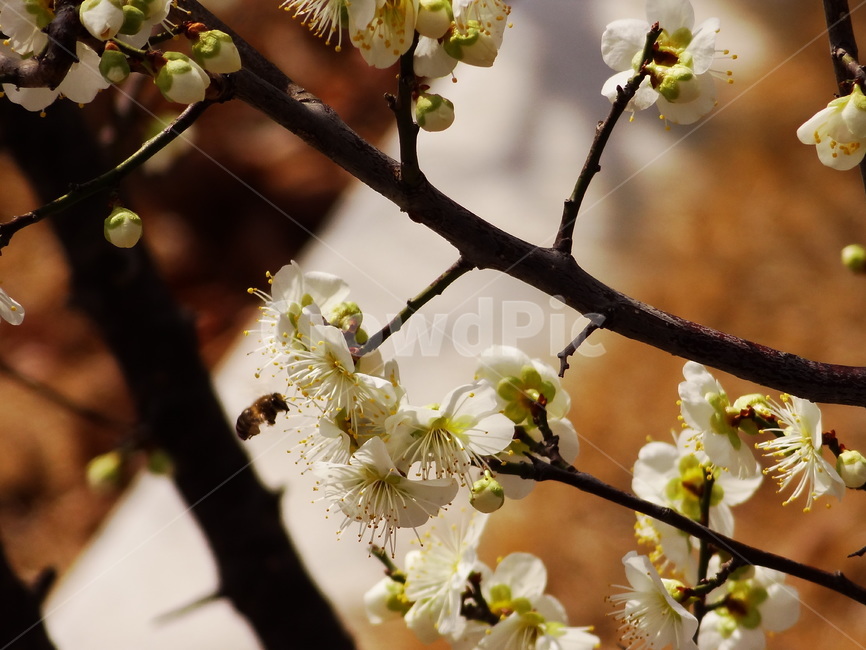 봄,매화,꿀벌,벌,꽃,봄꽃,spring,flower,bee,honey,자연,nature,봄,계절,spring,season,식물,자연,plants,nature,꽃,flower,plant
