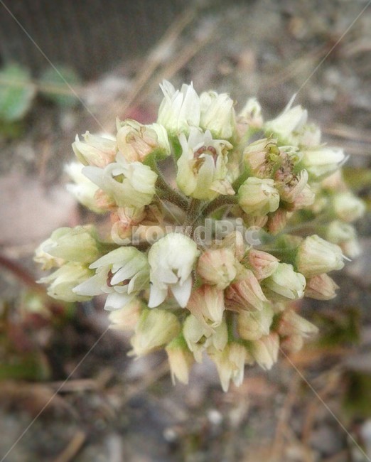 blossom,꽃,plant,식물,flower,봄,작은꽃,들꽃,야생화,spring,wildflowers,tinyflowers