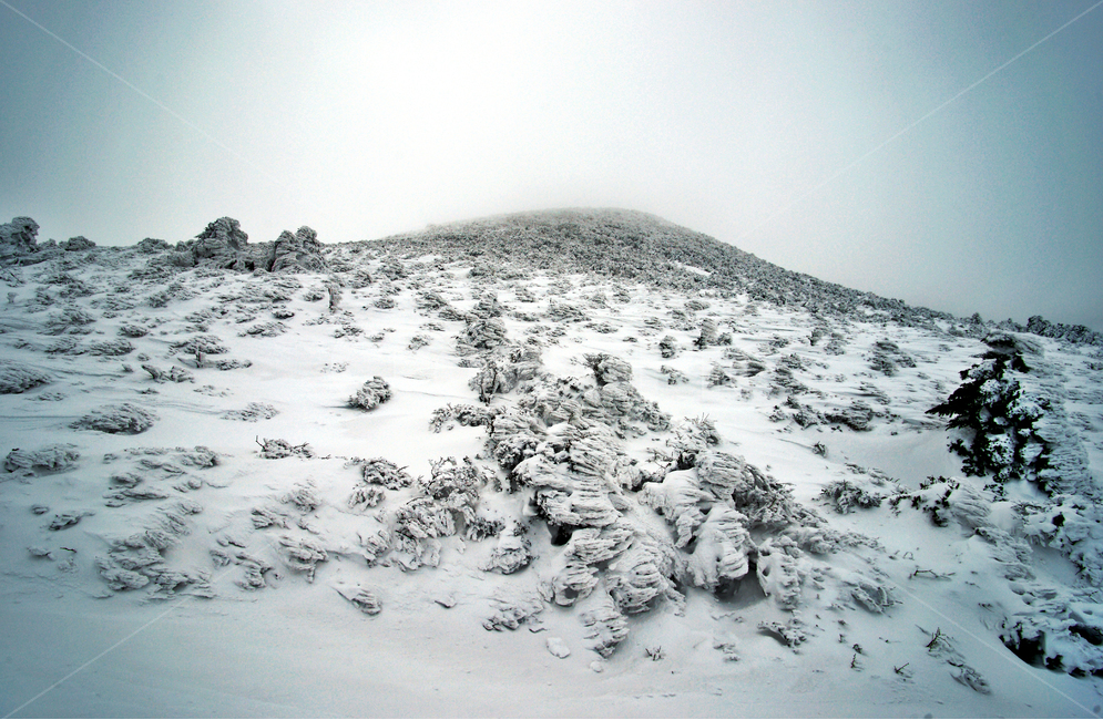 한라산,제주도,영실코스,설경,설화,겨울,윗세오름,겨울,계절,winter,season