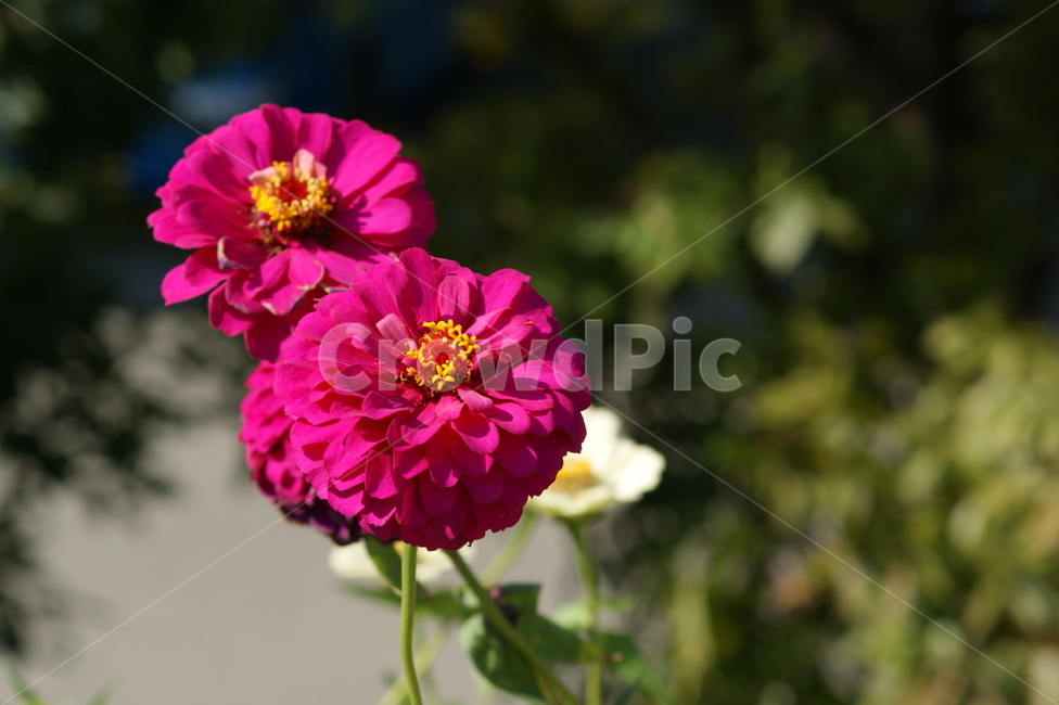 꽃,분홍색,꽃잎,분홍,가을,식물,자연,plants,nature,꽃,flower