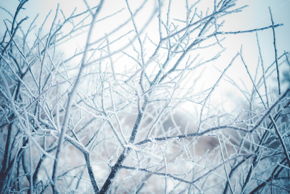 자연,얼음,눈,snow,겨울,겨울,계절,winter,season